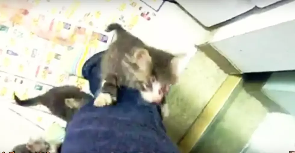 Cute Alert: Watch A Bunch Of Kittens Climb Up Their Owners [VIDEO]