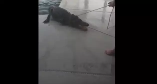 WATCH: Alligator Found at Bottom of Family&#8217;s Pool Yesterday [WATCH]