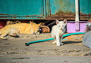 Tonawanda Island Cat Rescue Group&#8217;s Facilities Destroyed
