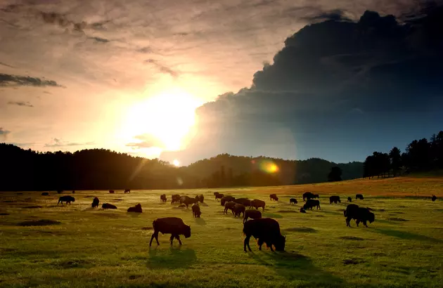 Will the Bison Become the First U.S. &#8216;National Mammal&#8217;?