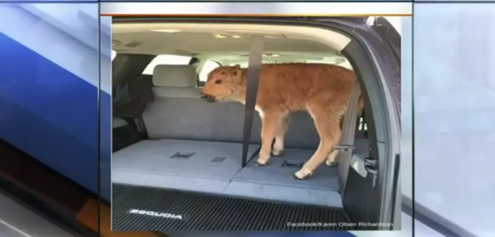 Newborn Bison Had to Be Euthanized After They Put It in Their Car [VIDEO]