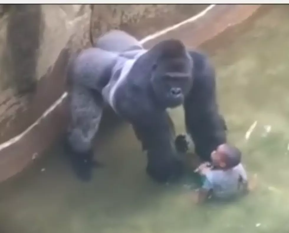 Cincinnati Zoo Drama