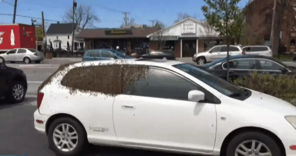 Bees Swarm Car in Williamsville [VIDEO]