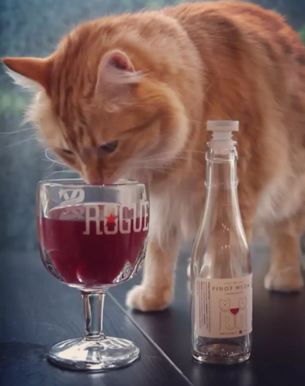 Cat Wine Is the Next Big Thing + Look How Much It Costs!