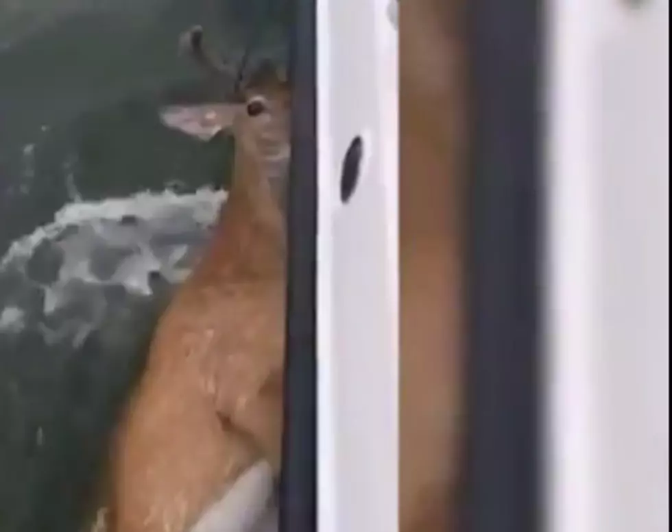 WATCH: A Buck Dragged 6 Miles in the Water by Fisherman to Shore
