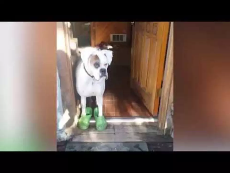Watch This Dog Walk In Crocs [VIDEO]