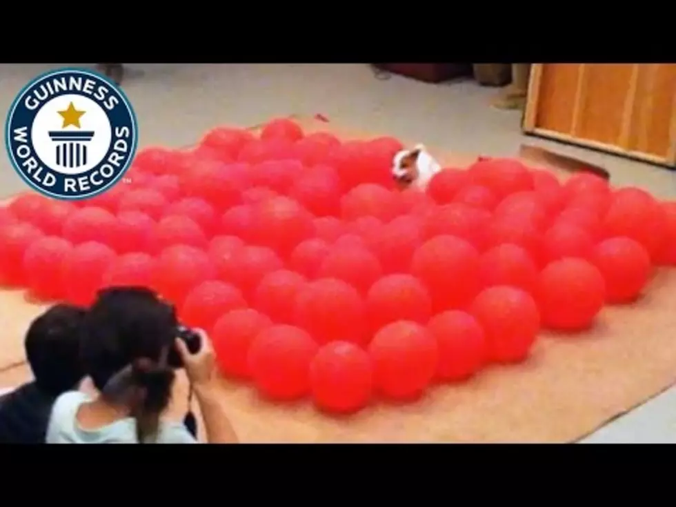 Dog Sets Guinness Record for Popping Balloons [VIDEO]