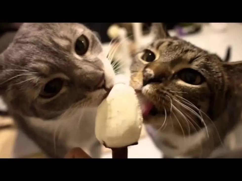 Cats Getting Brain Freeze [VIDEO]