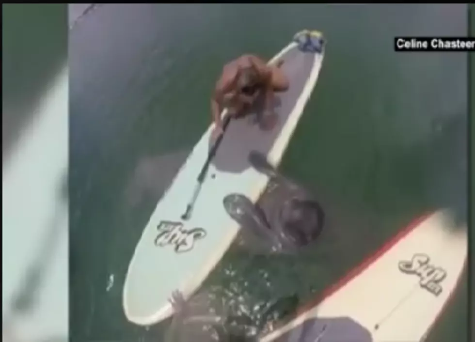 Manatees Give Paddleboarding a Try With 2 Paddleboarders [VIDEO]