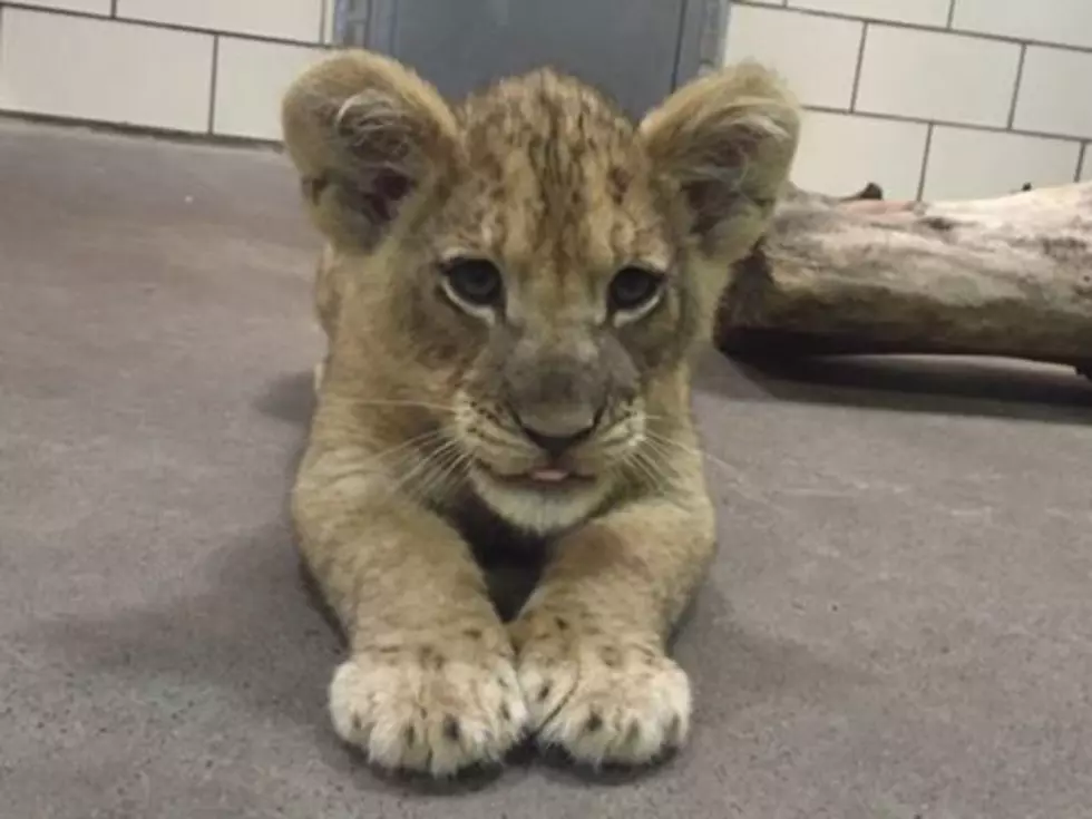 Help Pick Out a Name for Lion Cub at The Buffalo Zoo!