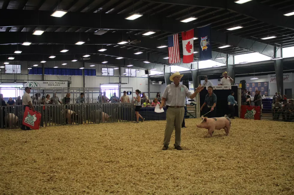 The 2016 Erie County 4-H Swine Auction in Pictures