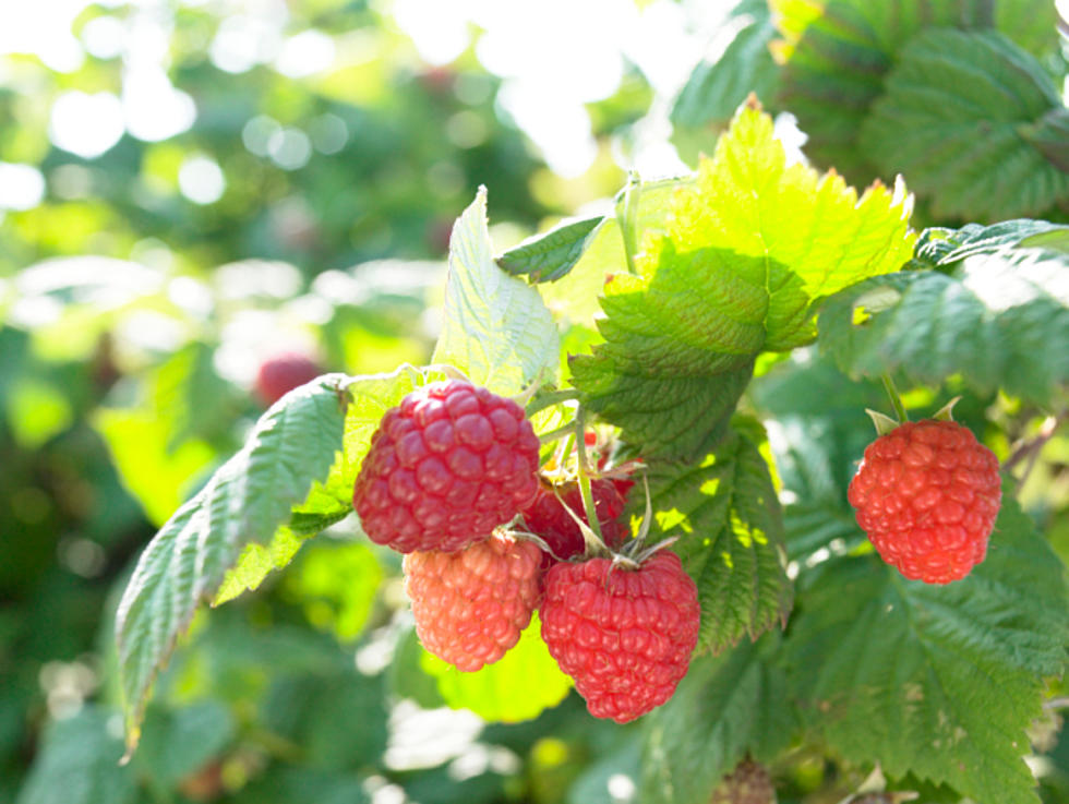 Where to Get Your Own Raspberries in WNY