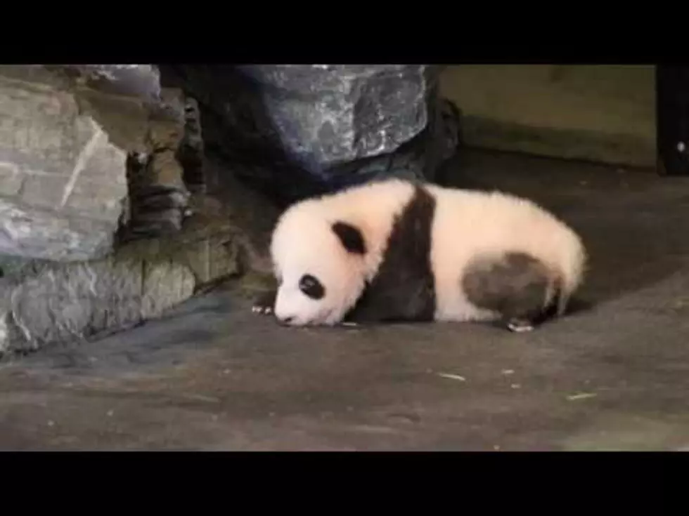 Watch This Baby Panda Take Its First Steps [VIDEO]