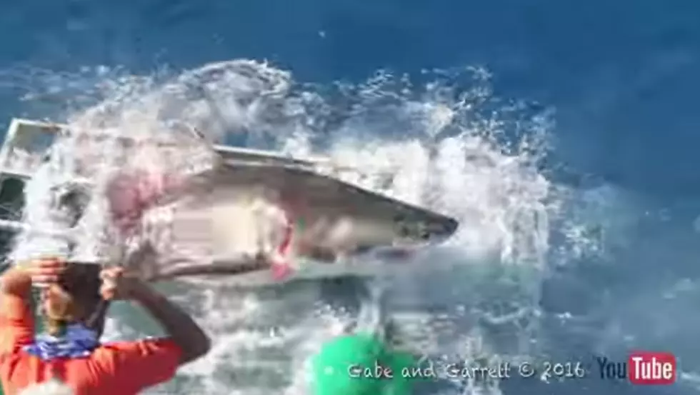 WATCH: Great White Shark Breach Accident; Gets Inside Diver&#8217;s Cage [VIDEO]