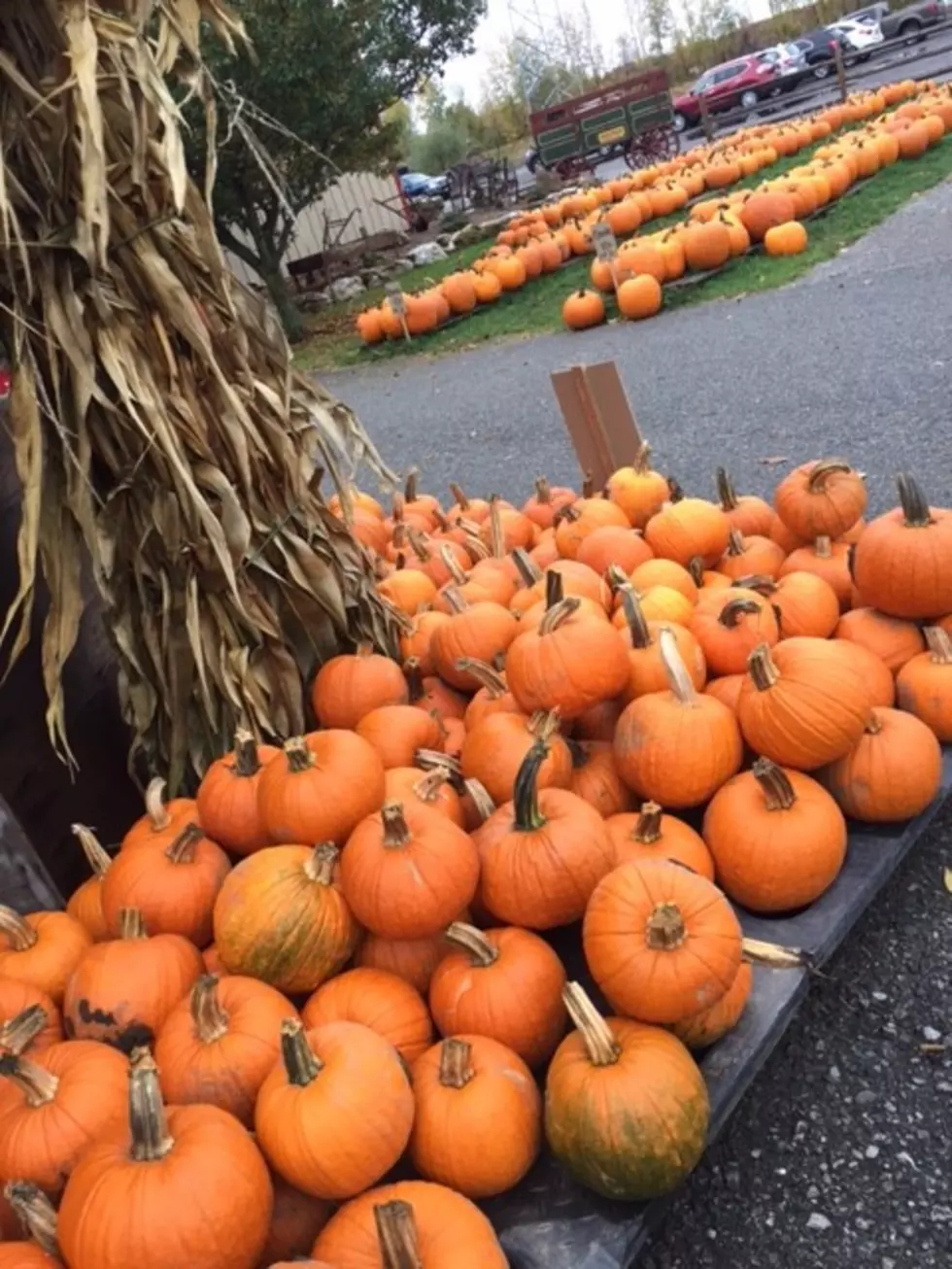 A Day of Pumpkin Picking Is A Must At Akron Acres  [PHOTOS]