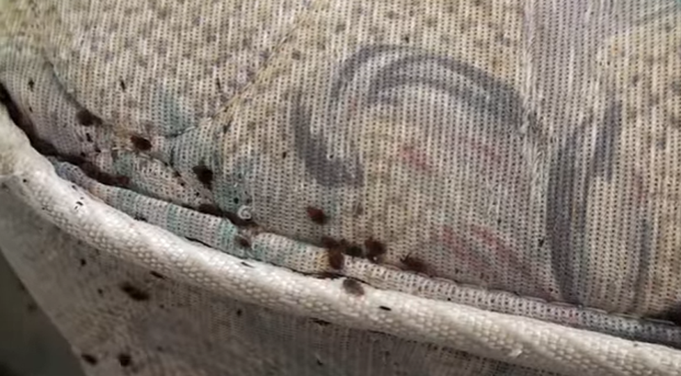 Gross! Tons Of Bed Bugs In Buffalo [VIDEO]