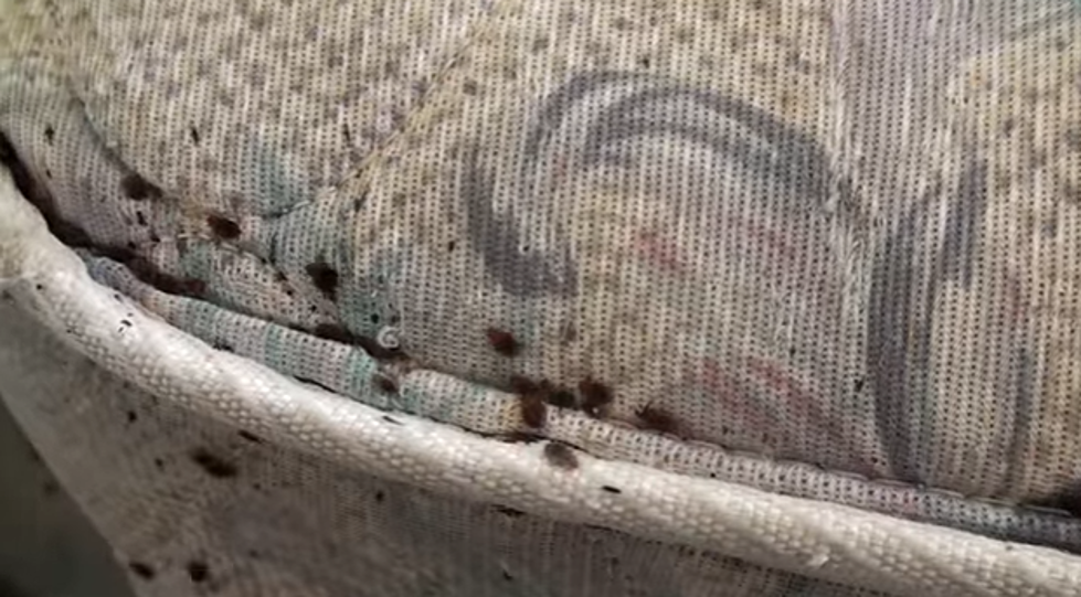 Buffalo Bed Bugs