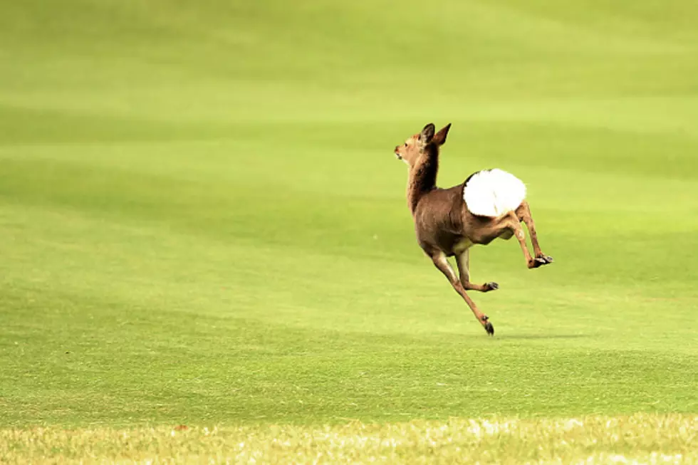 Deer Hits Runner