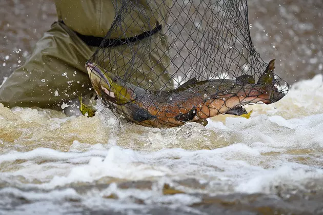 Three Arrested in Newfane for Salmon Fishing Violations
