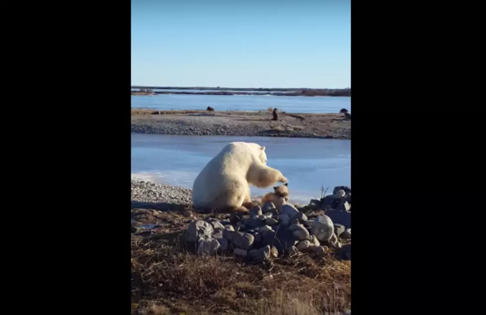 Wild Polar Bear Caught Petting A Dog [VIDEO]