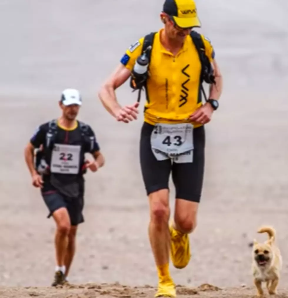 Stray Dog Runs 77-Miles In Race Next To Same Guy, Become BFF