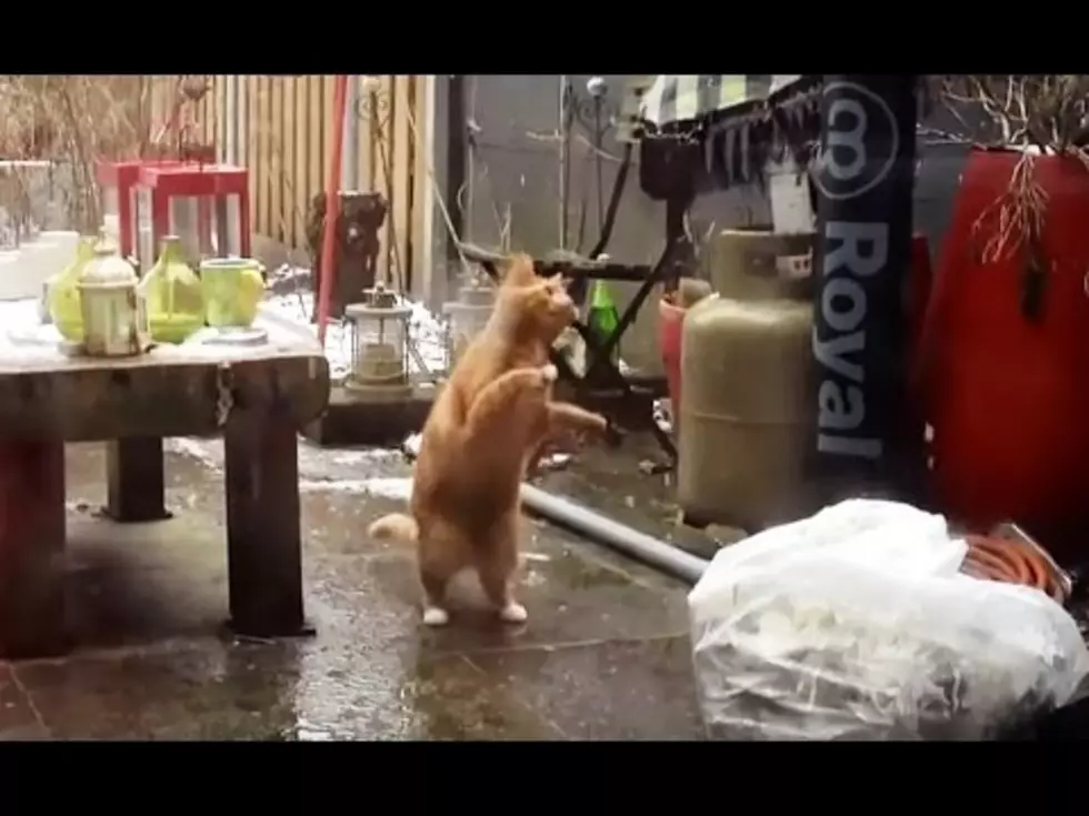 Watch Cats Chase Snowflakes – So Cute [VIDEO]