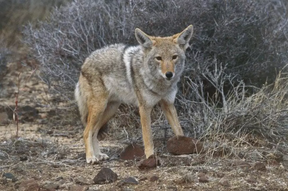 Did a Coyote Drag This Dead Deer into Lancaster, New York?