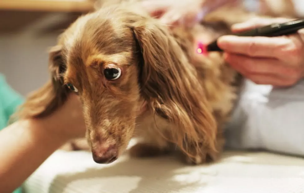 Black Dog Brew at Resurgence – Adopt + Help Pets in Need