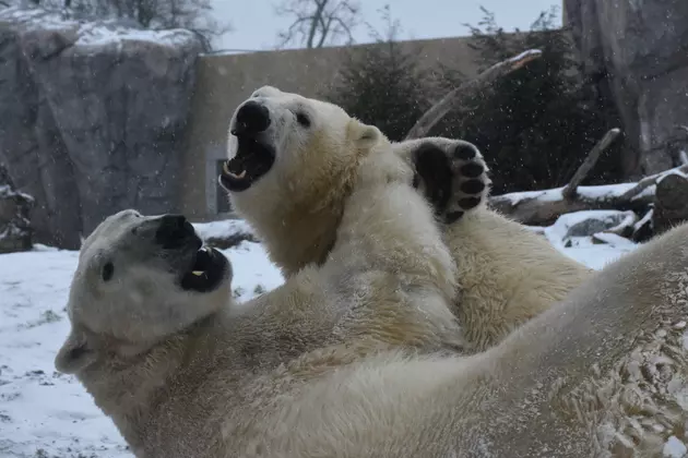The Buffalo Polar Bears Will Finally Go On Their First Date&#8211;For Real, Though
