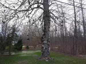 What Do You Know About the Amherst Shoe Tree?