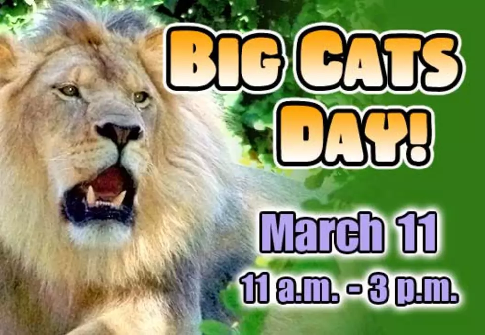This Will Be Fun! It&#8217;s Big Cats Saturday At The Buffalo Zoo!