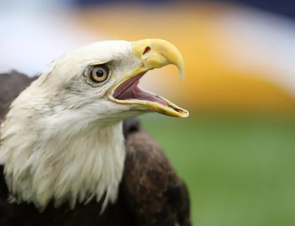 Bald Eagles Caught Soaring