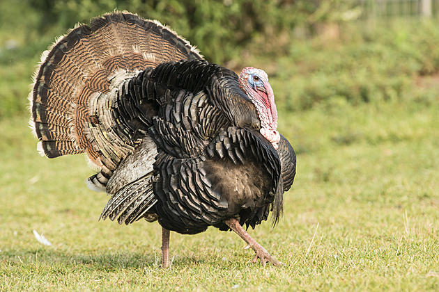 National Wild Turkey Federation Offers A &#8220;Jake&#8217;s Day&#8221; Event To Youth