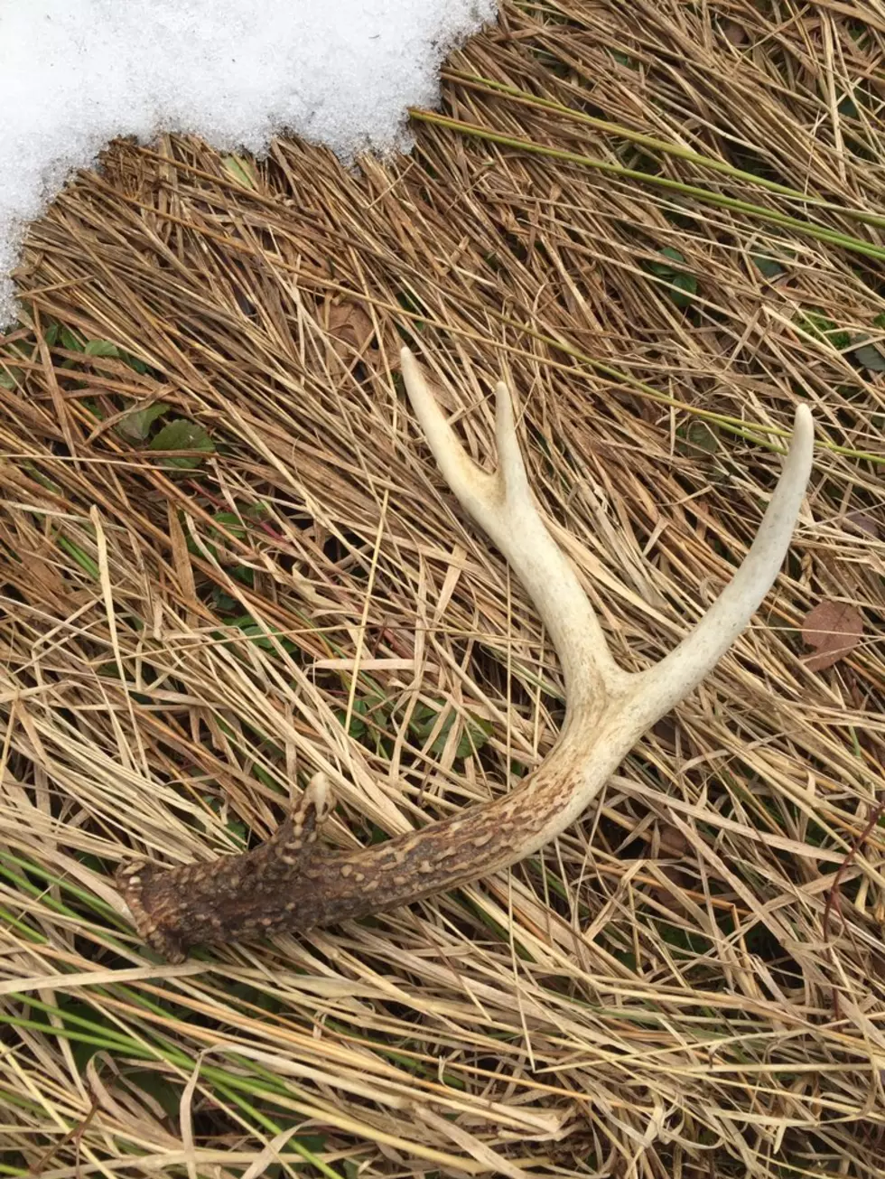 Impressive Whitetail Deer Sheds Found in Chautauqua County