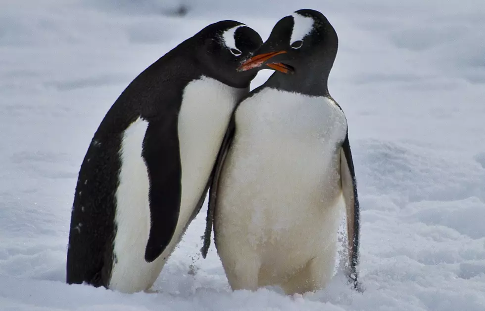 2017 Buffalo Summer Bucket List: Meet A Penguin!