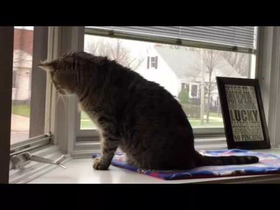 Spartacus The Diabetic Cat Discovers Another Sign Of Spring