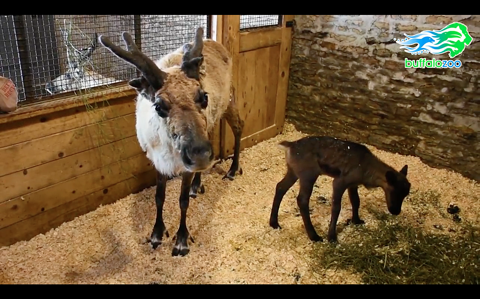 The Buffalo Zoo&#8217;s New Baby Reindeer Now Has a Name