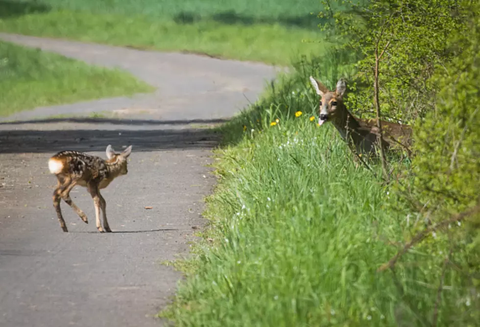 Amherst Police Give Warning About Fawns