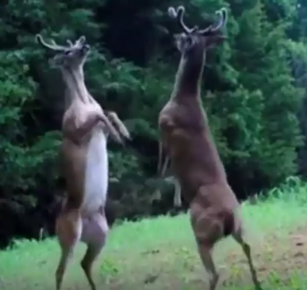 WATCH: Two Deer Fighting on Camera and It&#8217;s Hilarious