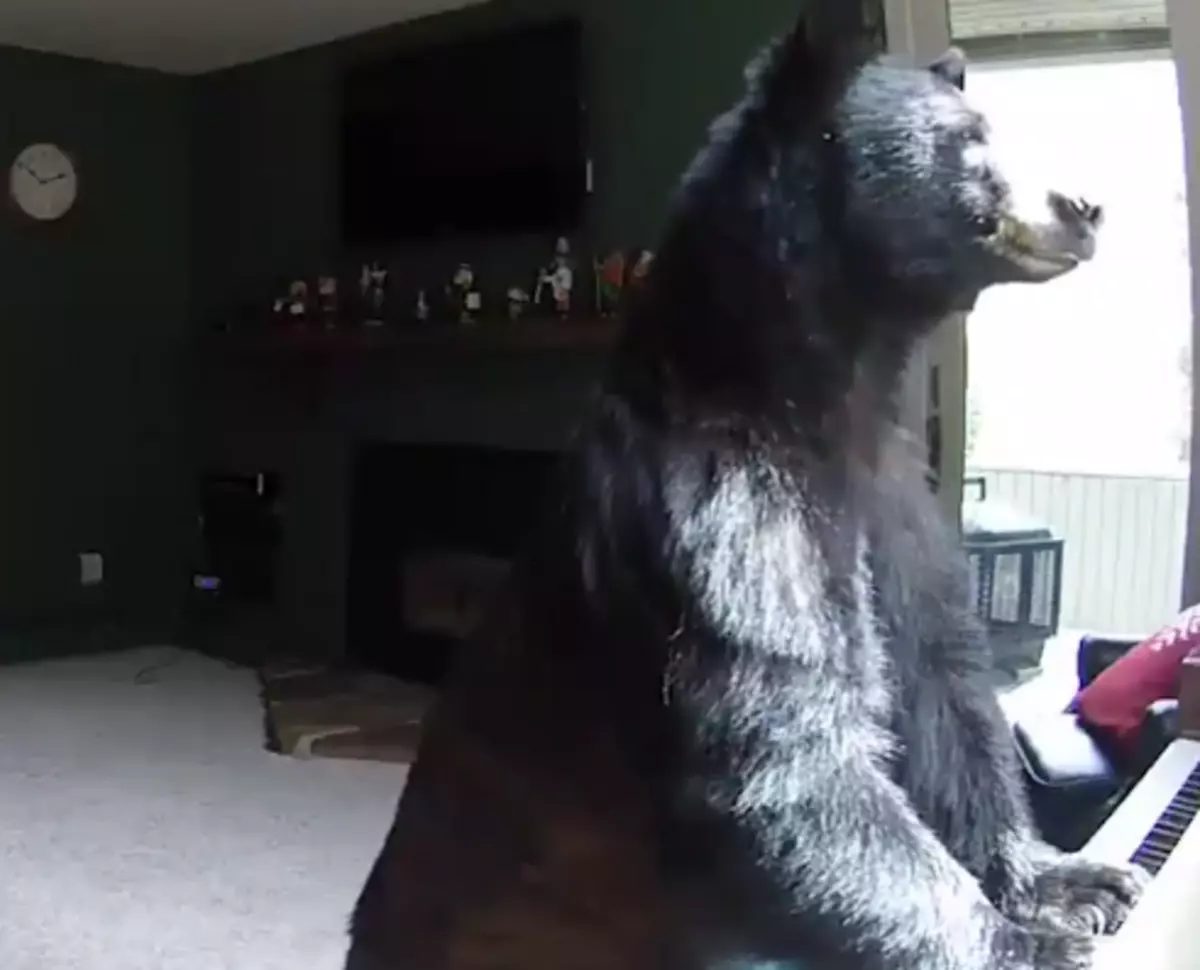 WATCH: Black Bear Breaks Into Home + 'Plays' Piano