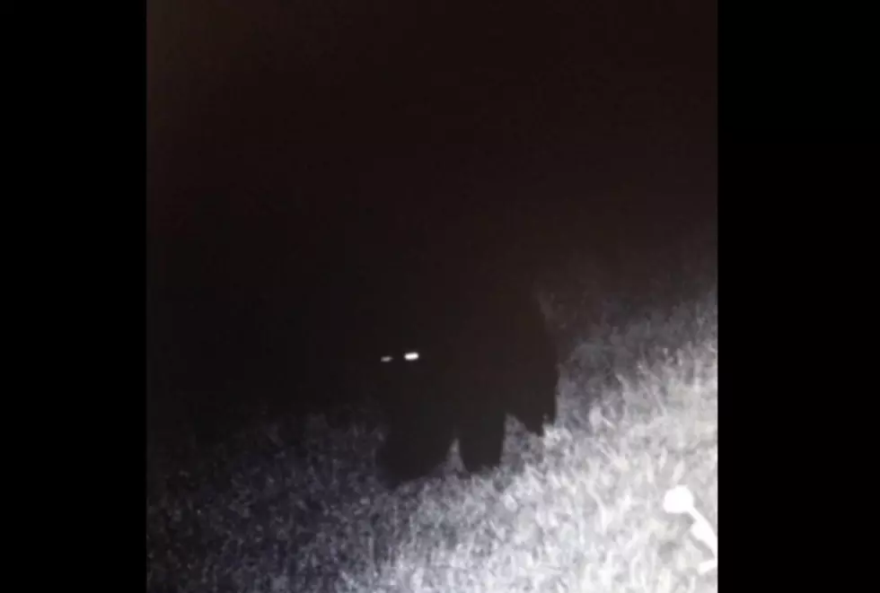 Bear Sightings in Orchard Park [VIDEO]