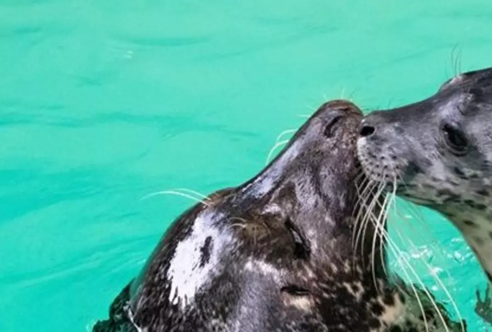 The Aquarium of Niagara Welcomes A New Harbor Seal Pup