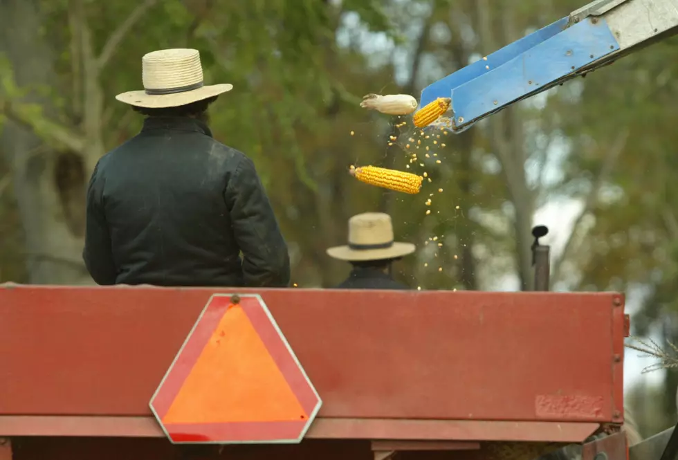 Amish Auction in Little Valley this Weekend