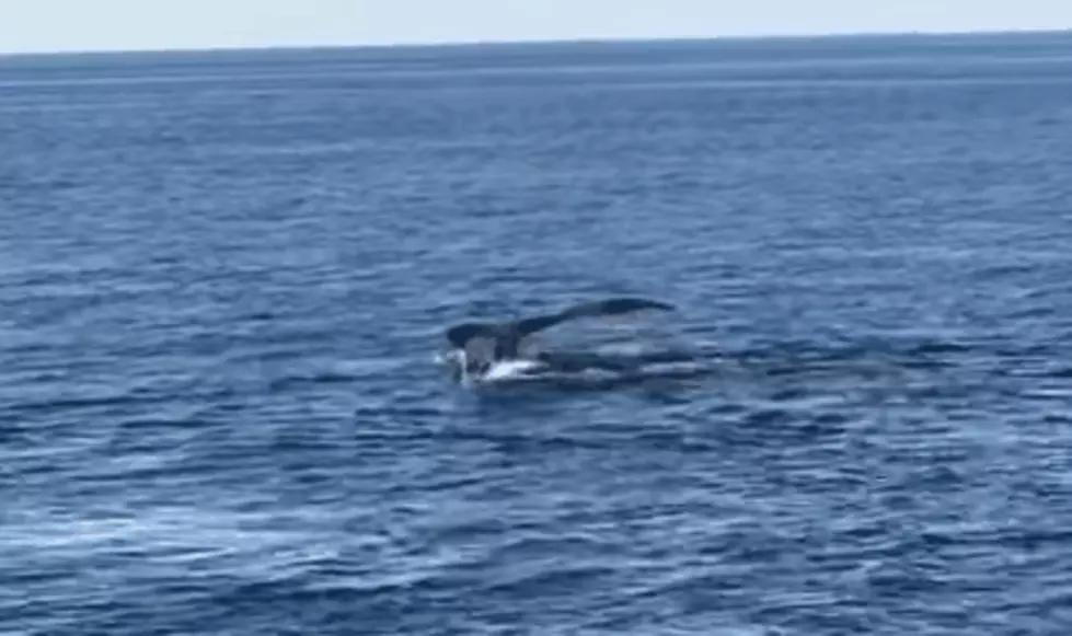 Keith Kelly Goes Whale Watching in Cape Cod [VIDEO]