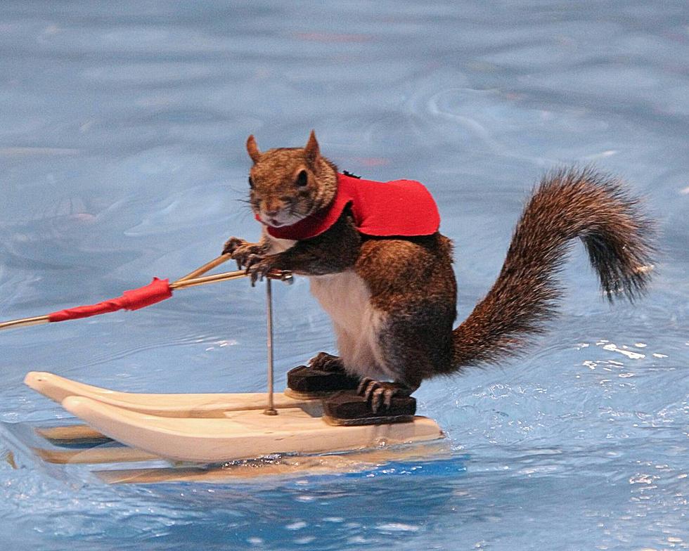Twiggy the Water-Skiing Squirrel on WYRK