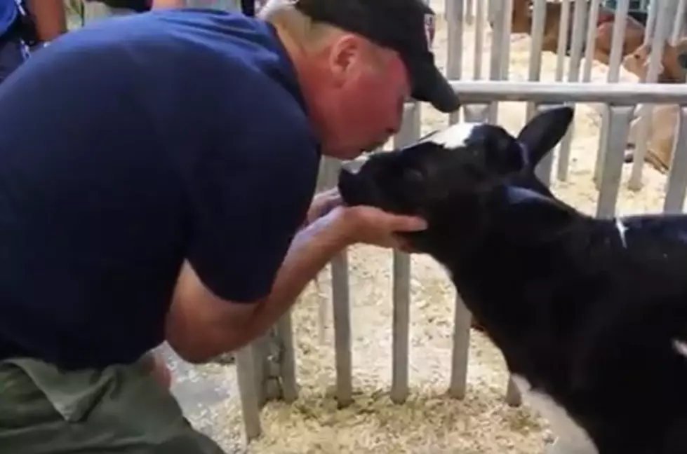 Dale Kisses A Cow