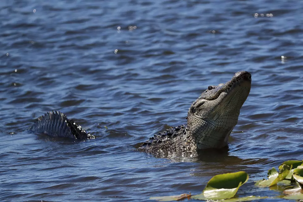 [WATCH] Clay’s Alligator Encounter in the Everglades