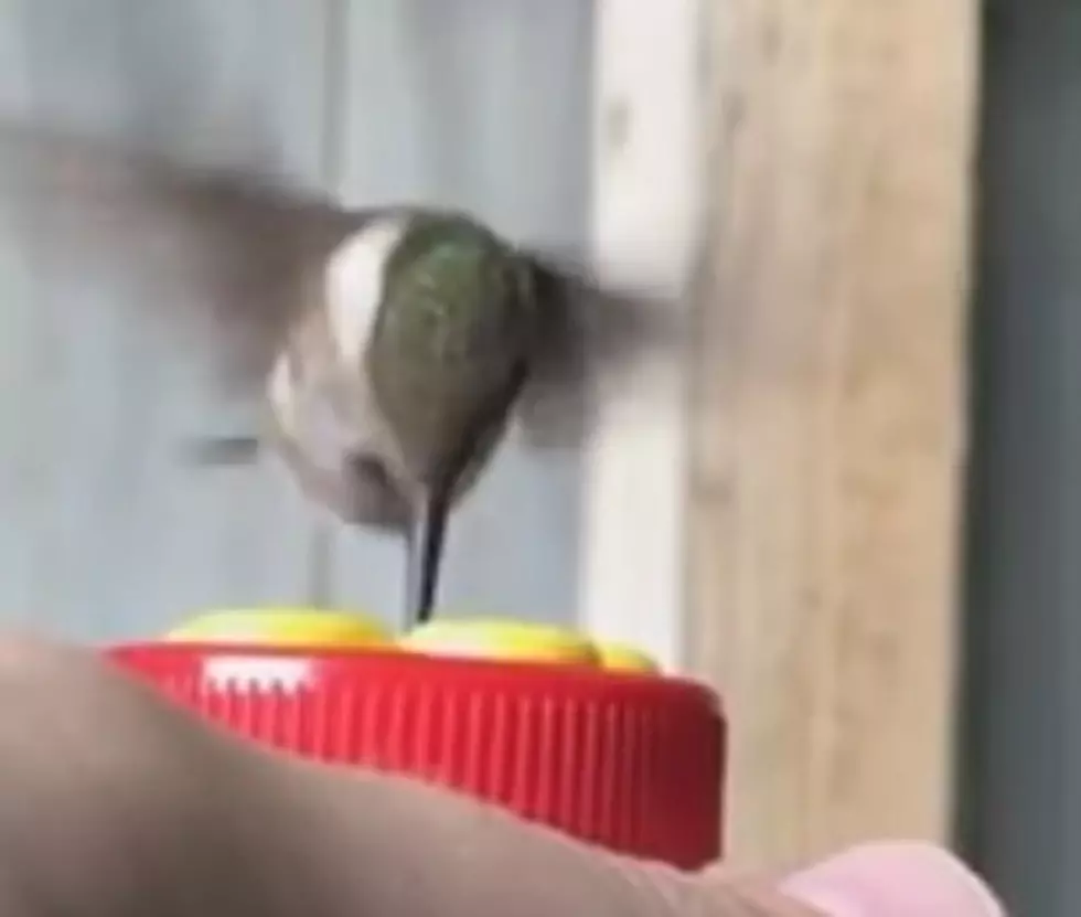 Gotta See This &#8211; Hummingbird Eating Out of Her Hand
