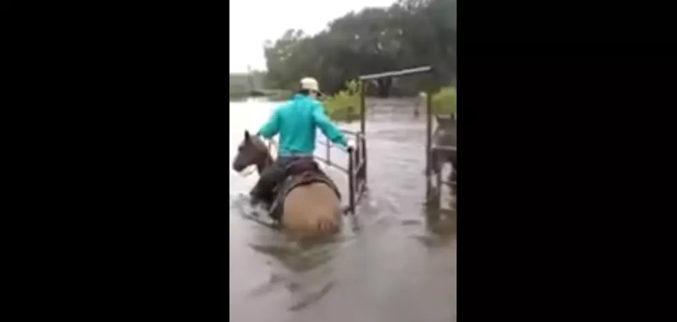 WATCH: Saving Horses In The Middle Of The Houston Flood + Other Animals