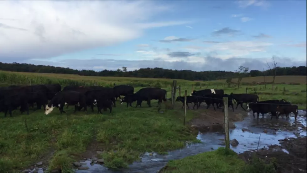 What&#8217;s In Your Beef When You Purchase A Cow From Sivue Farms? [VIDEO]